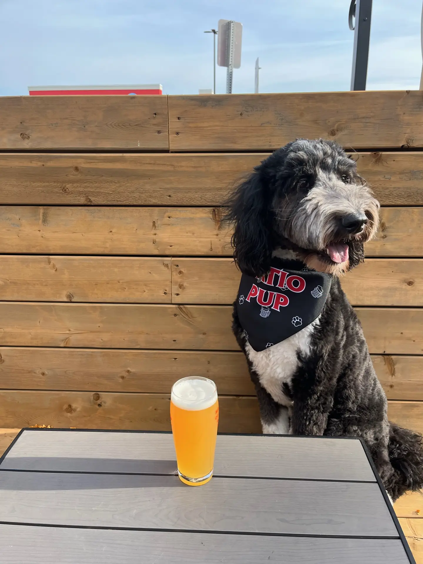 Dog enjoying the patio at Pump House Grille Co.