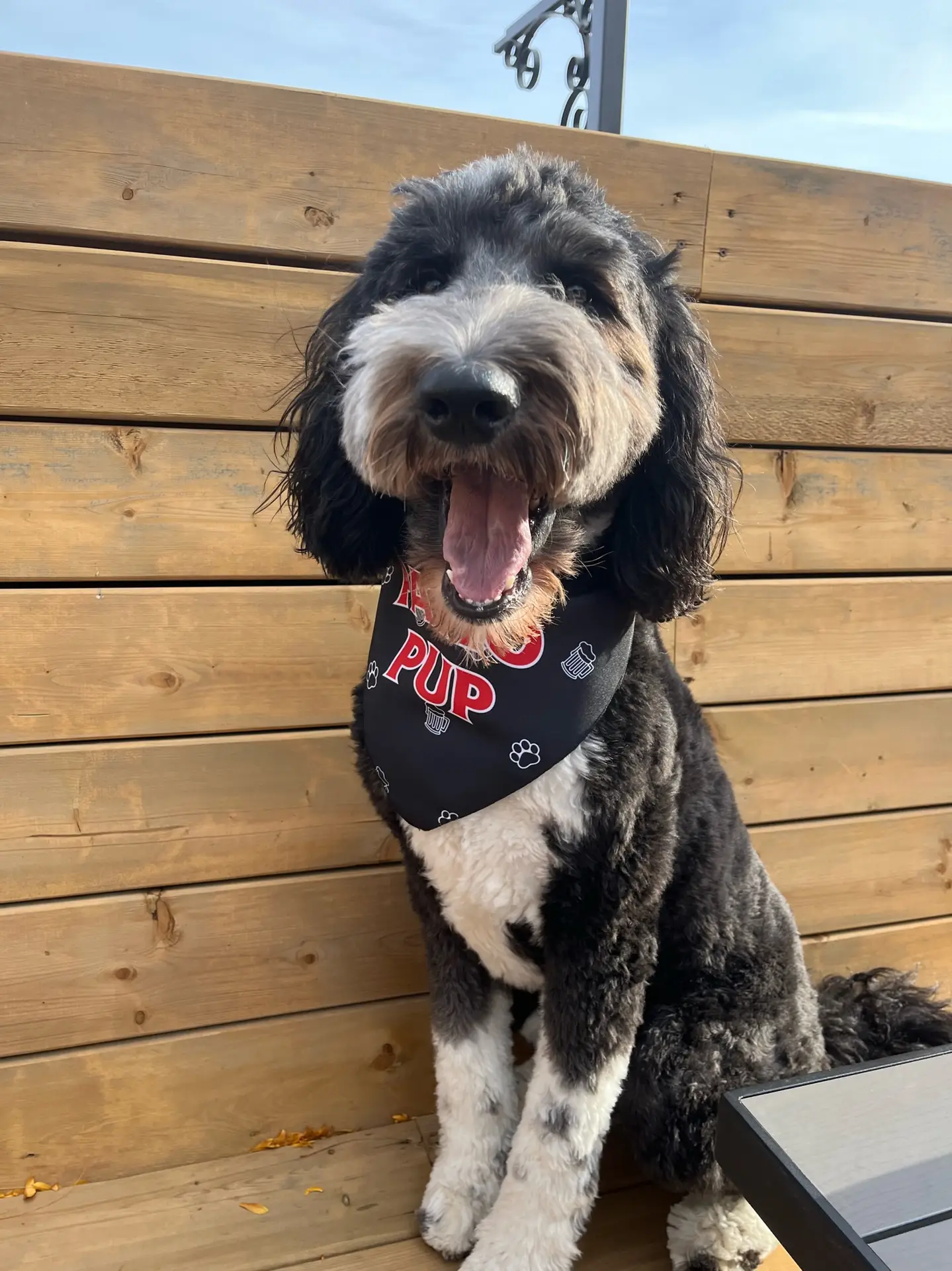 Dog on the dog-friendly patio at Pump House Grille Co., Port Credit
