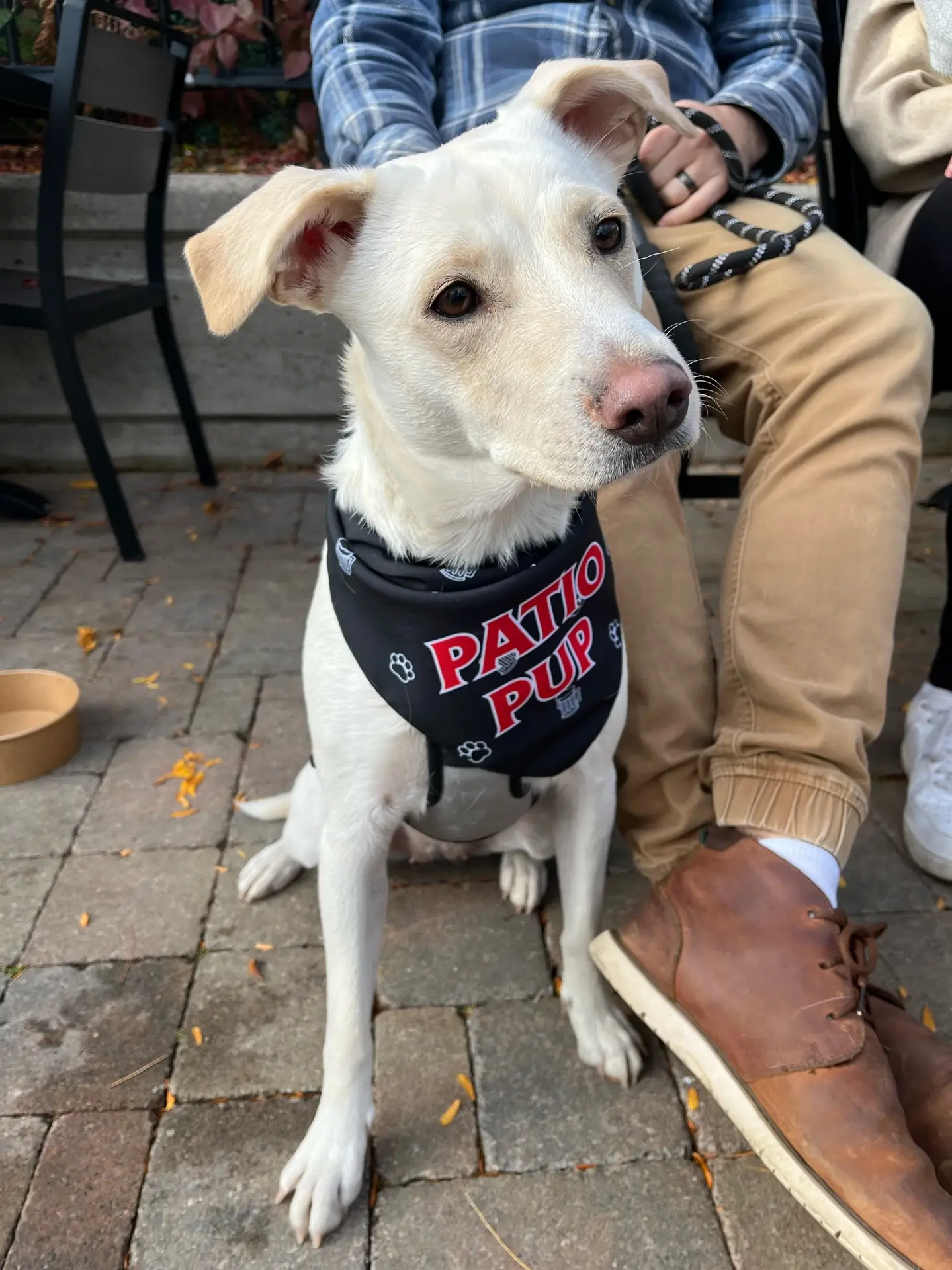 Dog on Pump House patio