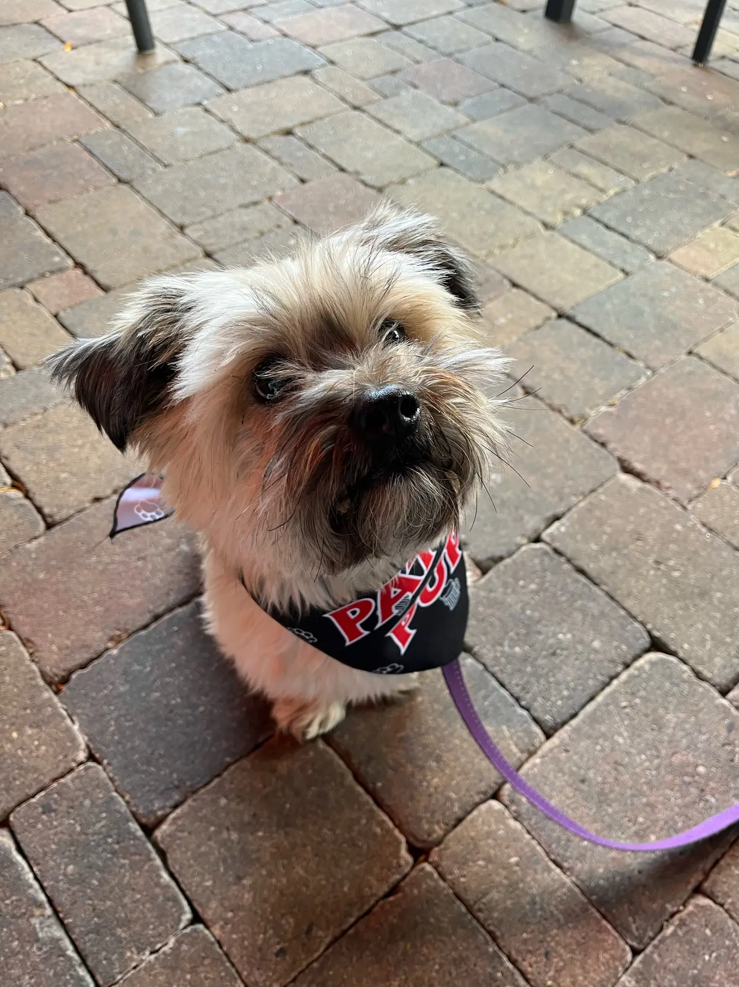 Good dog on the patio