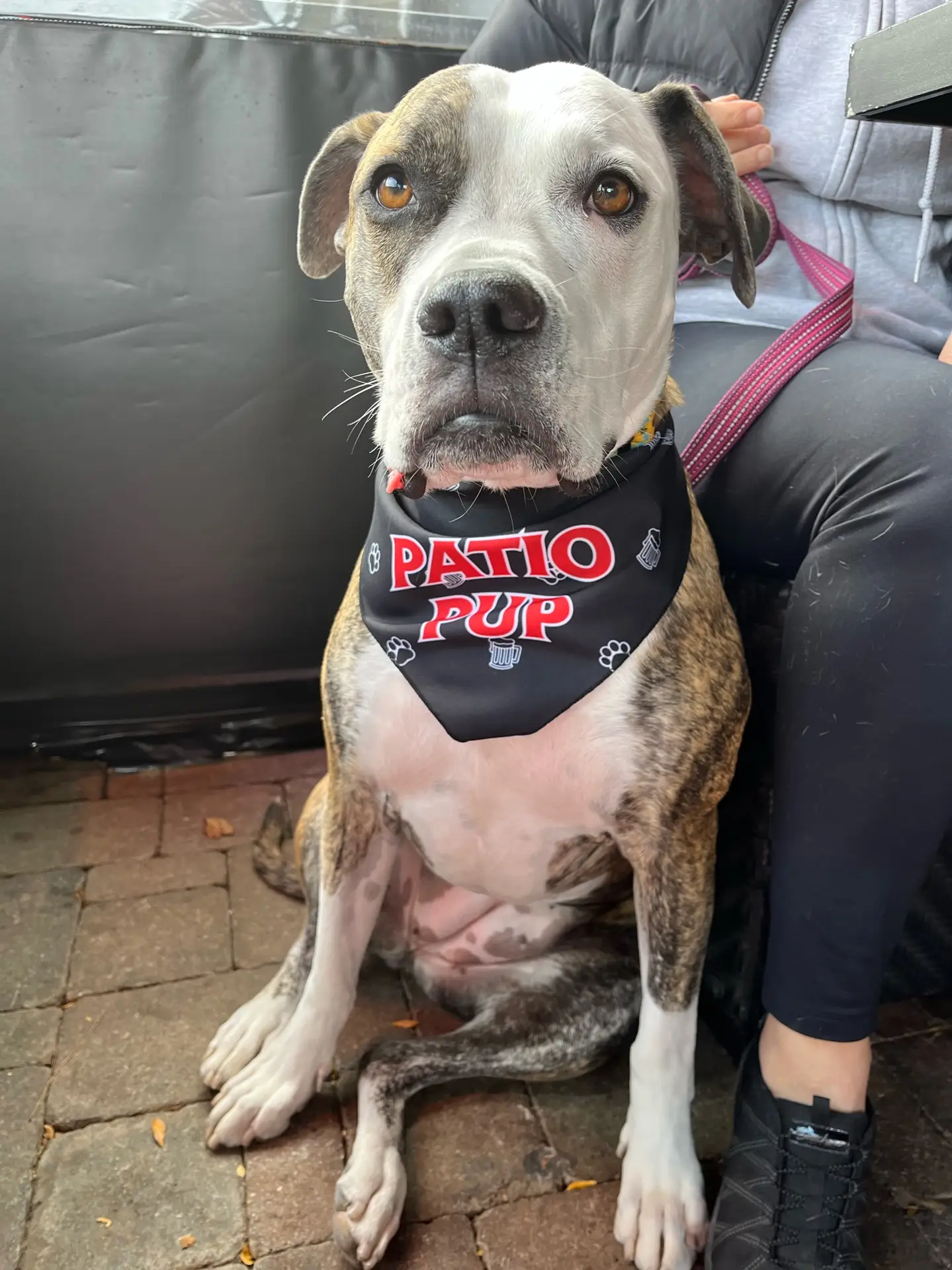 Pup on the patio at Pump House