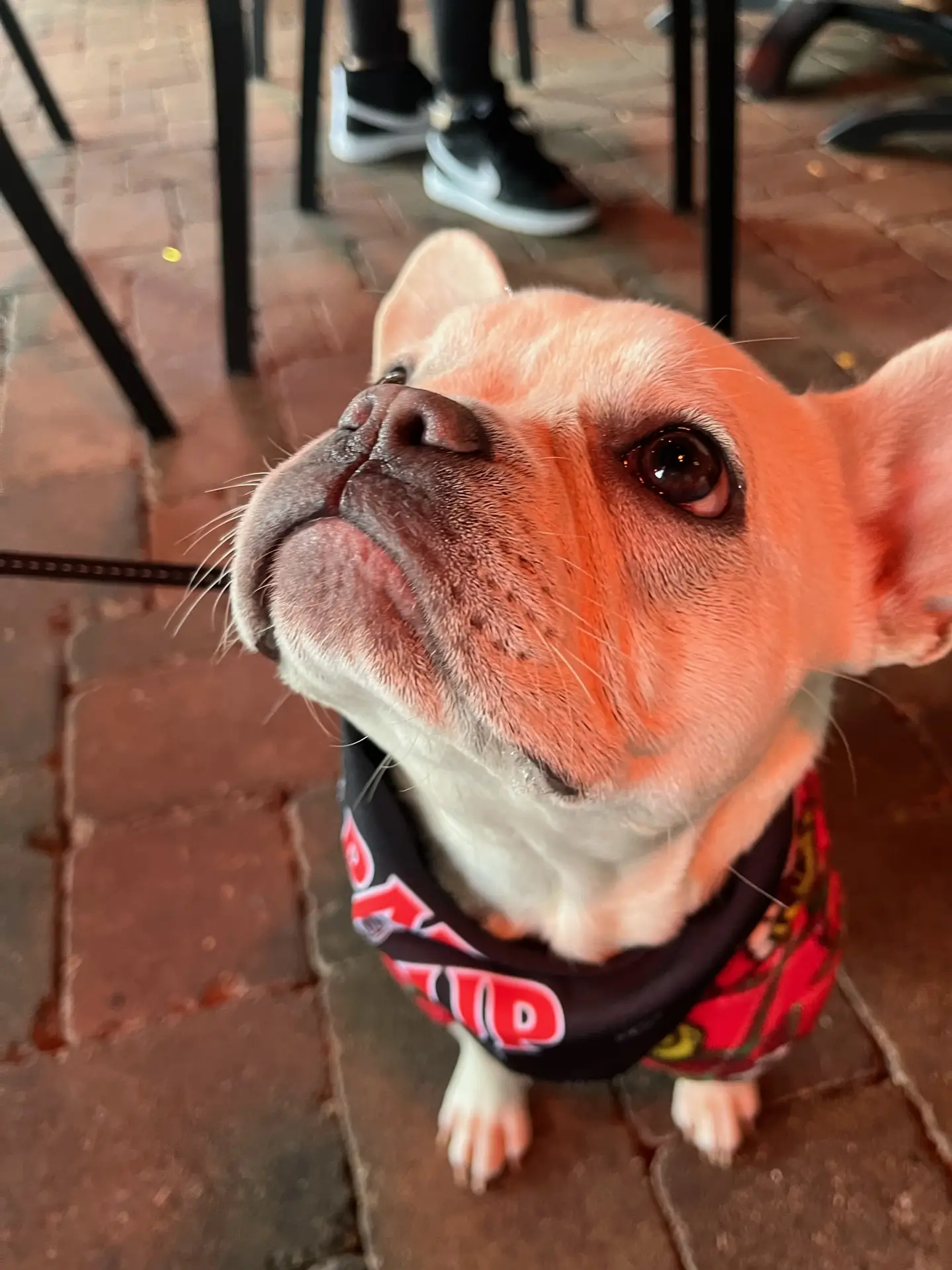 Pup relaxing at Pump House