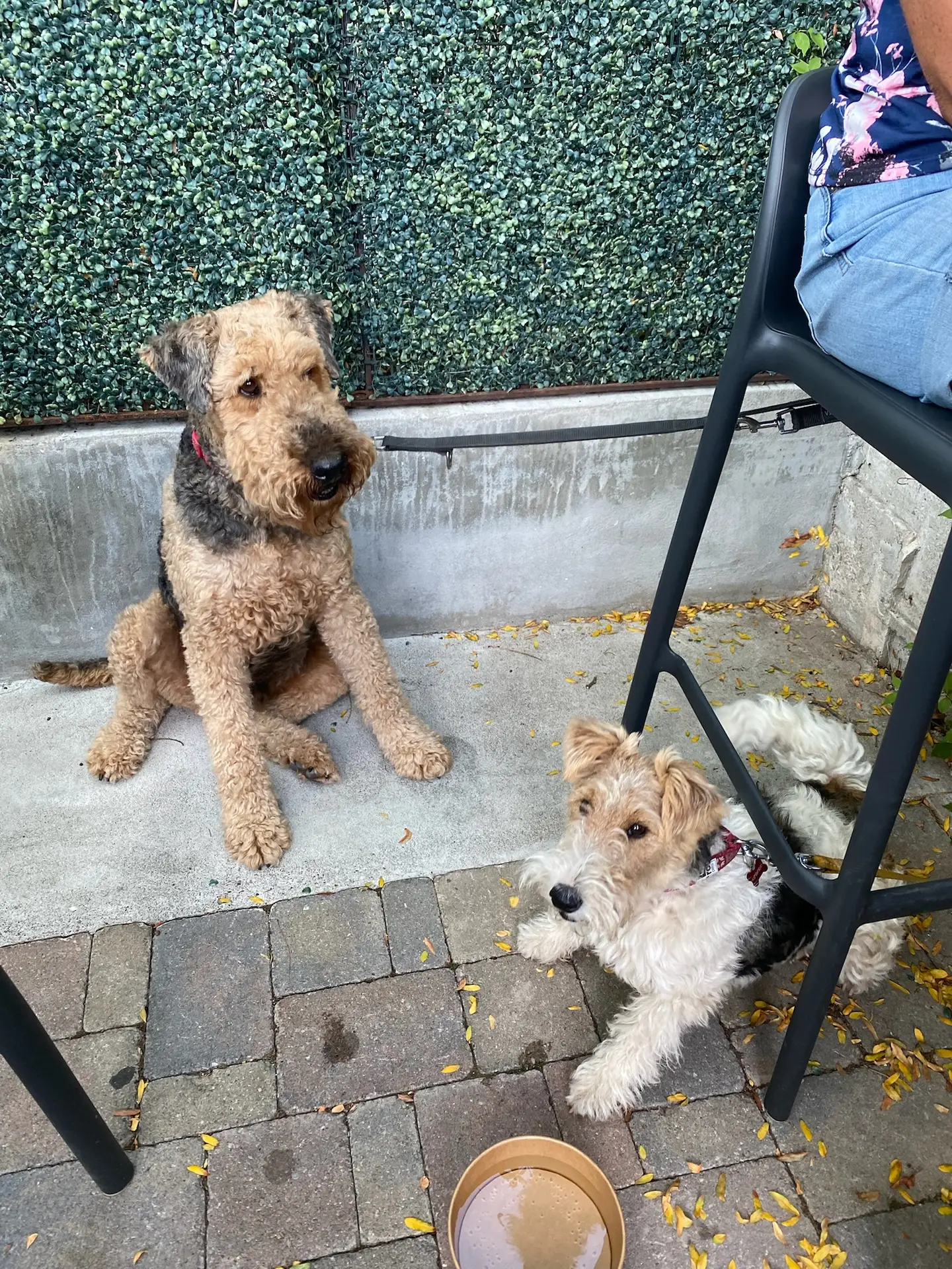 Family and dog on the patio