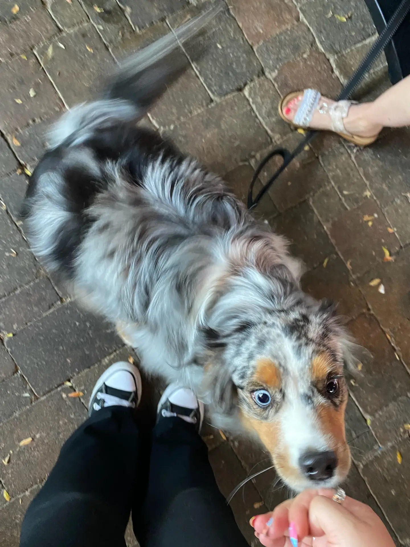 Dog on the Lakeshore patio