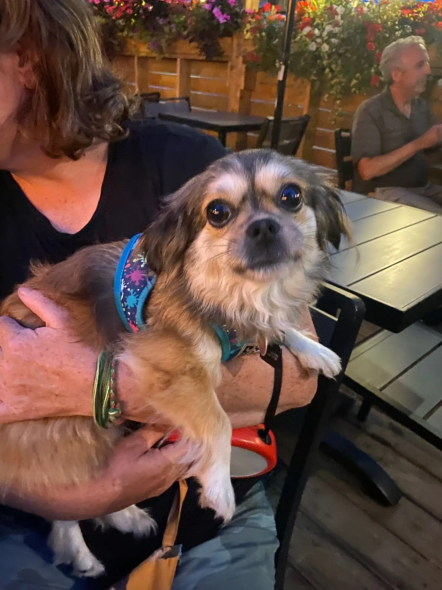 Happy dogs at Pump House patio